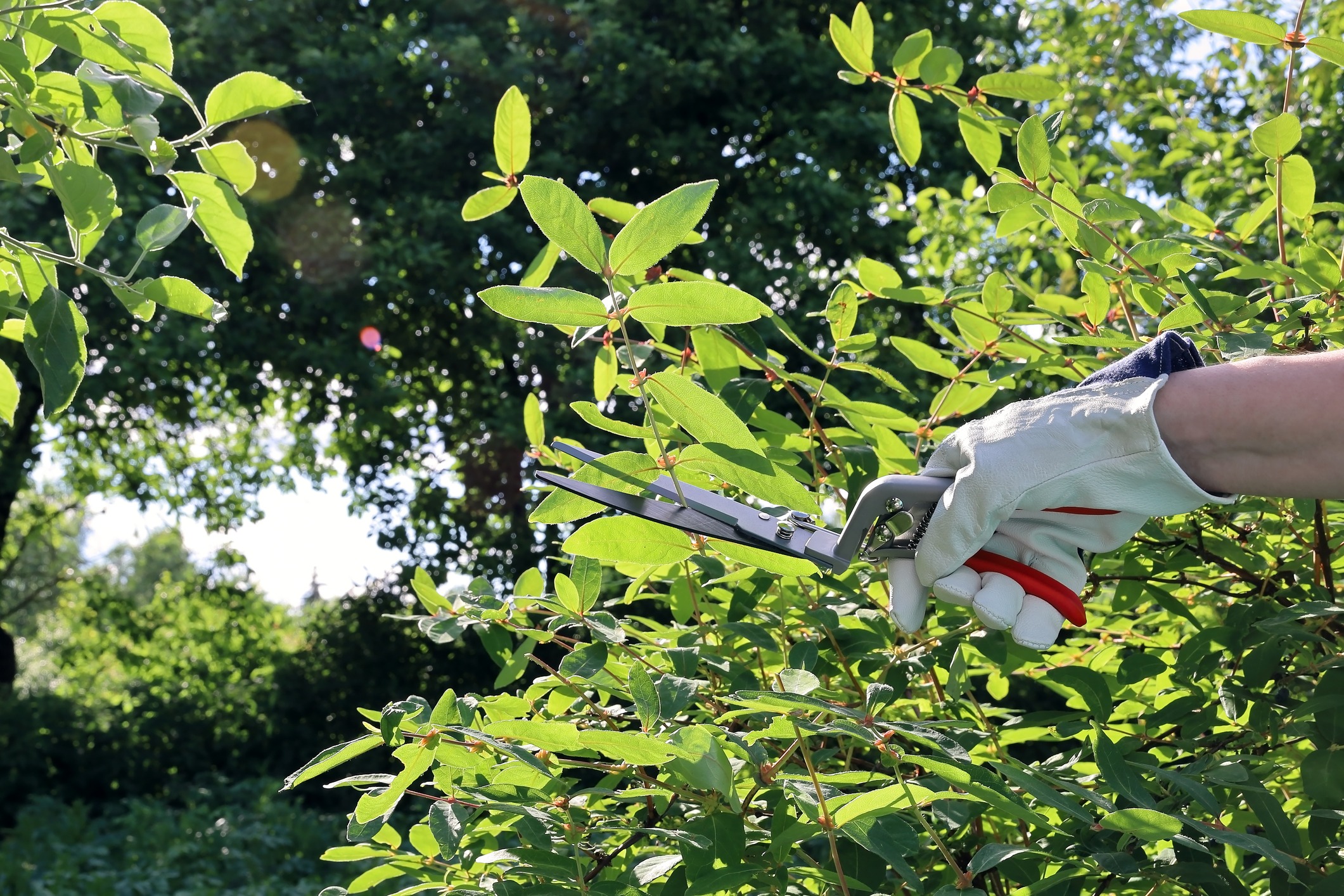 A person wearing gloves trims leafy green branches with clippers in a sunlit garden, surrounded by lush vegetation and trees.