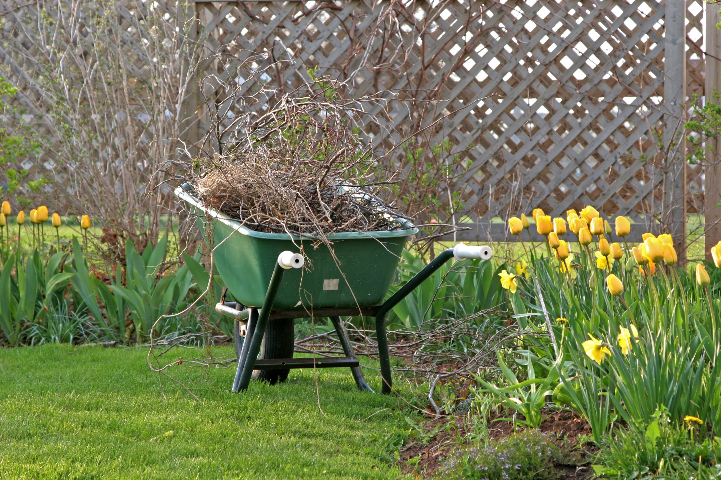 A green wheelbarrow filled with twigs stands in a garden, surrounded by yellow tulips and a wooden lattice fence.