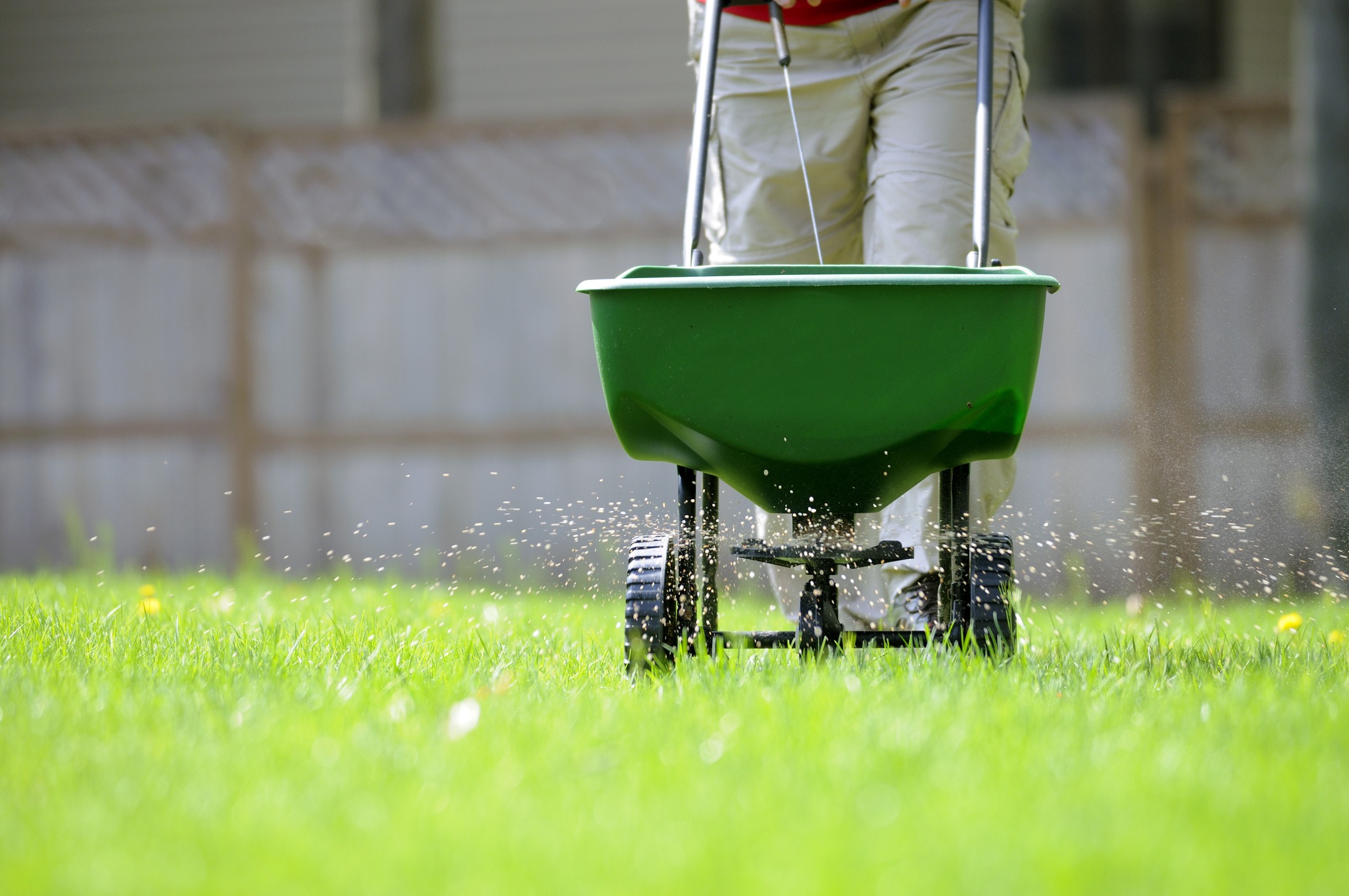 A person using a green lawn spreader disperses grass seeds or fertilizer over a bright green lawn with a wooden fence background.