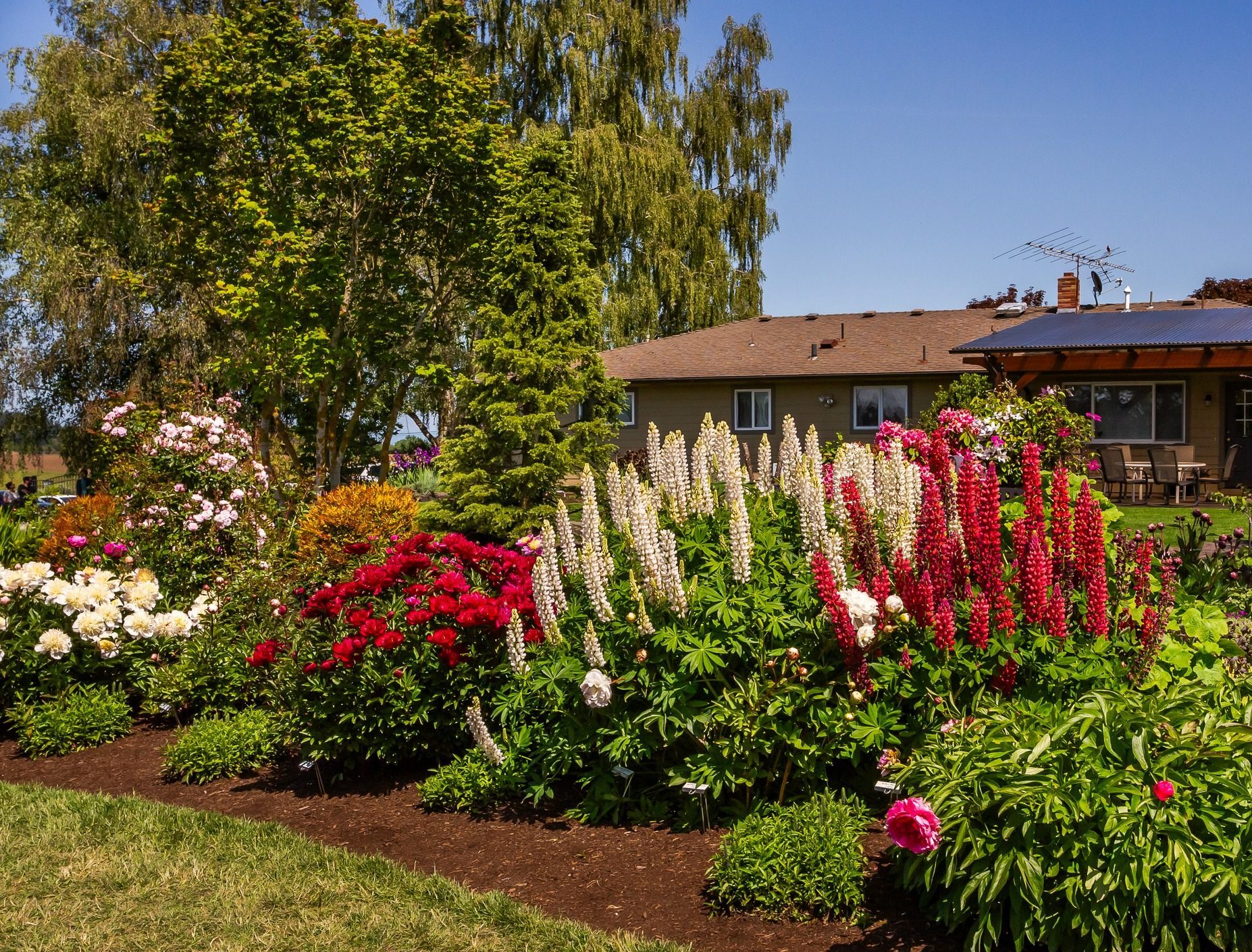 A person sits in a lush garden filled with vibrant flowers and trees, next to a cozy house with patio and chairs.