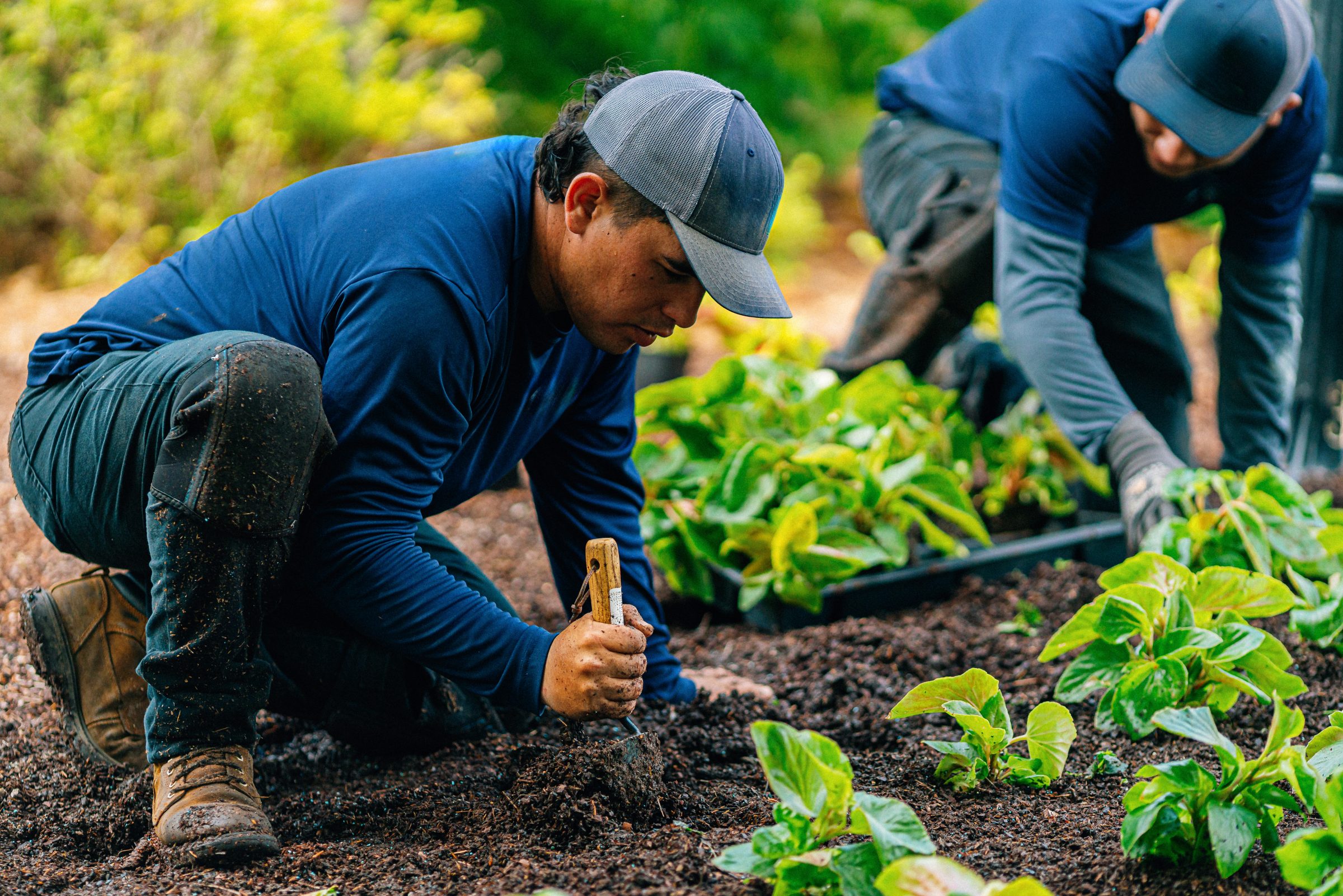 Two people in blue shirts and caps are planting green seedlings in soil, focusing intently on their work in a garden setting.