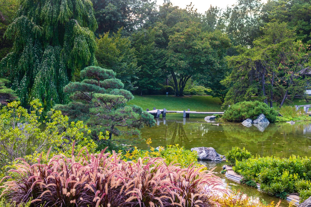 A serene Japanese garden with a small pond, bridge, lush greenery, and ornamental grasses in a tranquil, picturesque setting.