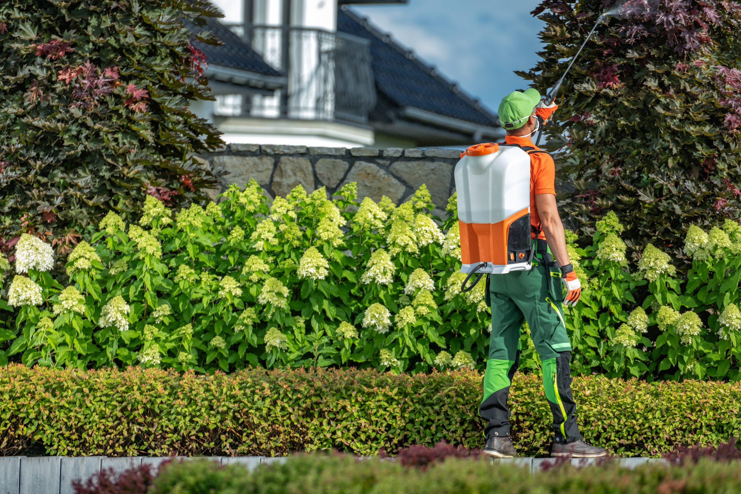 A person in a garden uses a backpack sprayer on bushes, surrounded by lush greenery and topiary, adjacent to a building.