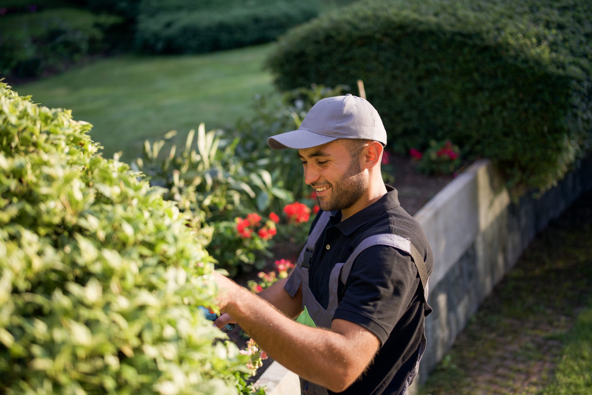 A person in a cap trims green bushes in a well-maintained garden with vibrant red flowers and lush greenery visible.