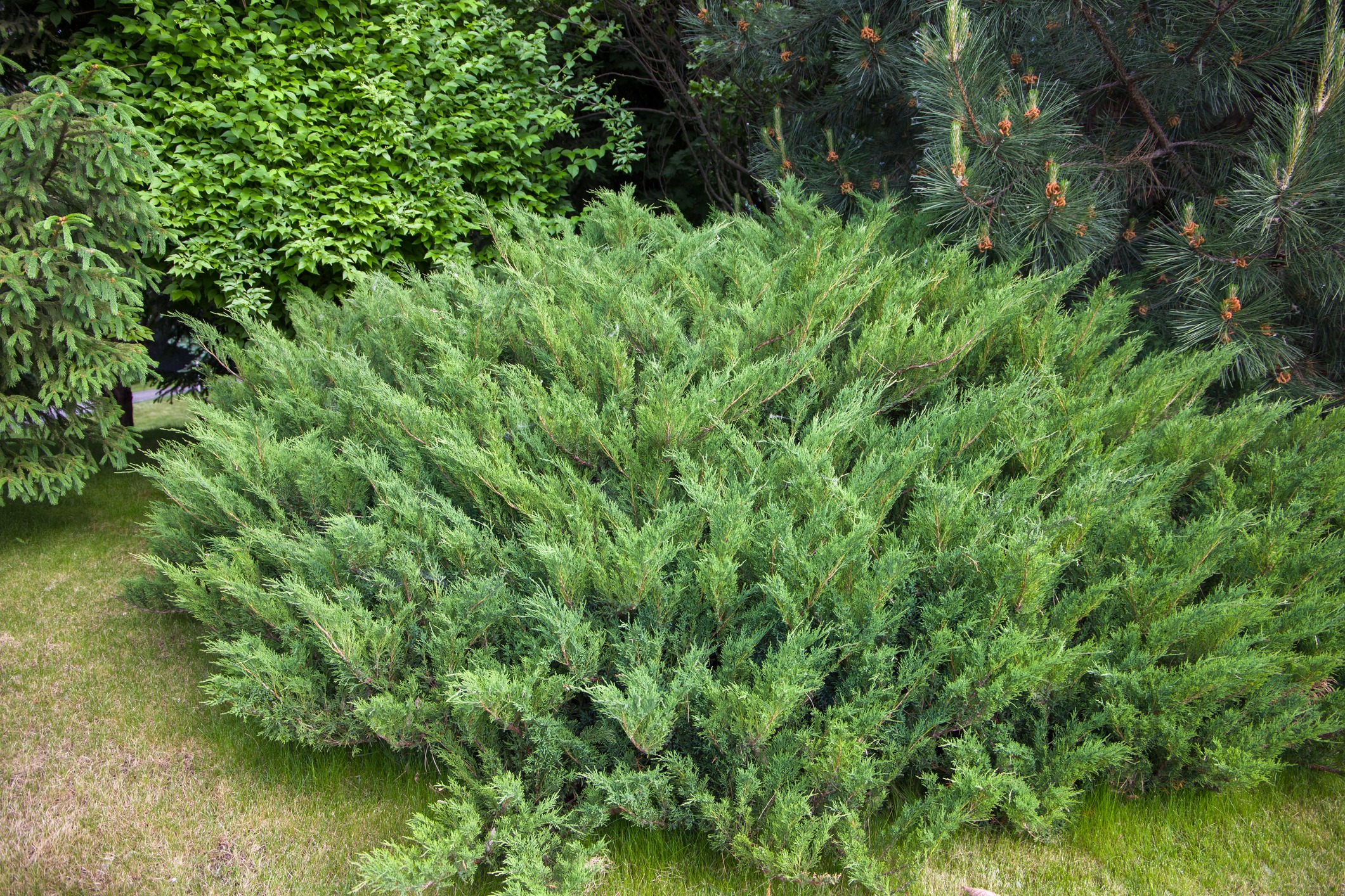 Lush green coniferous shrubs and bushes in a neatly maintained garden setting, surrounded by grass. No people, buildings, or landmarks visible.